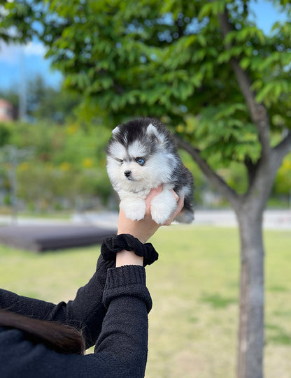 Teacup Pomsky -Shine - I LOVE DOG MAIN