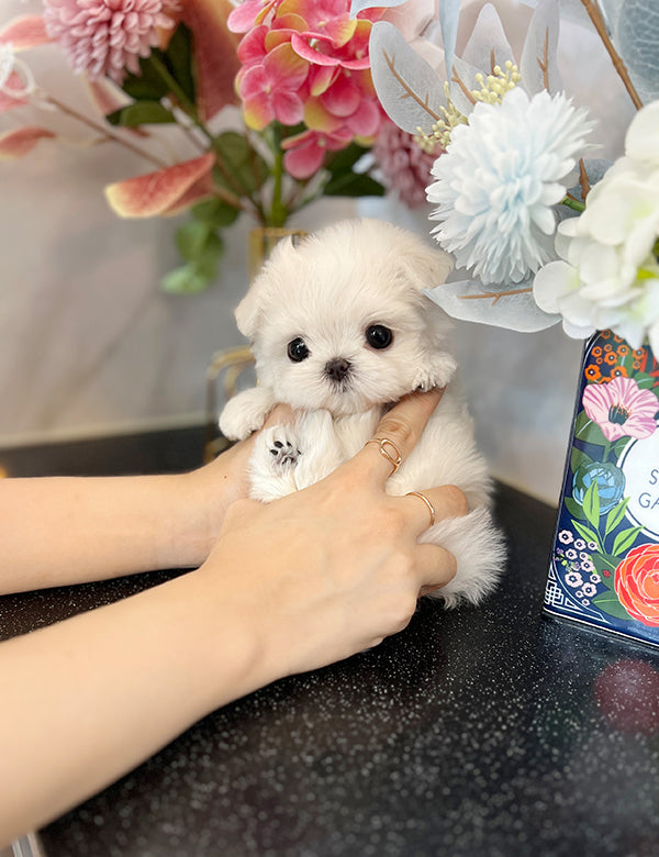 Teacup Maltese- Titi - I LOVE DOG MAIN