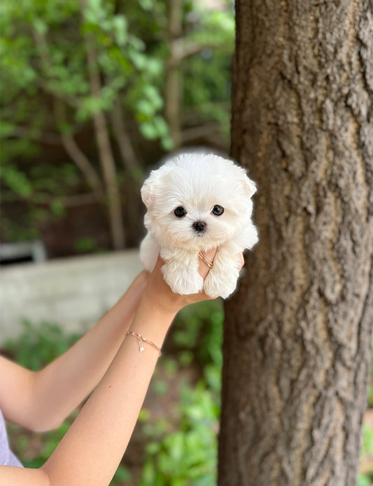 Teacup Maltese-Arin