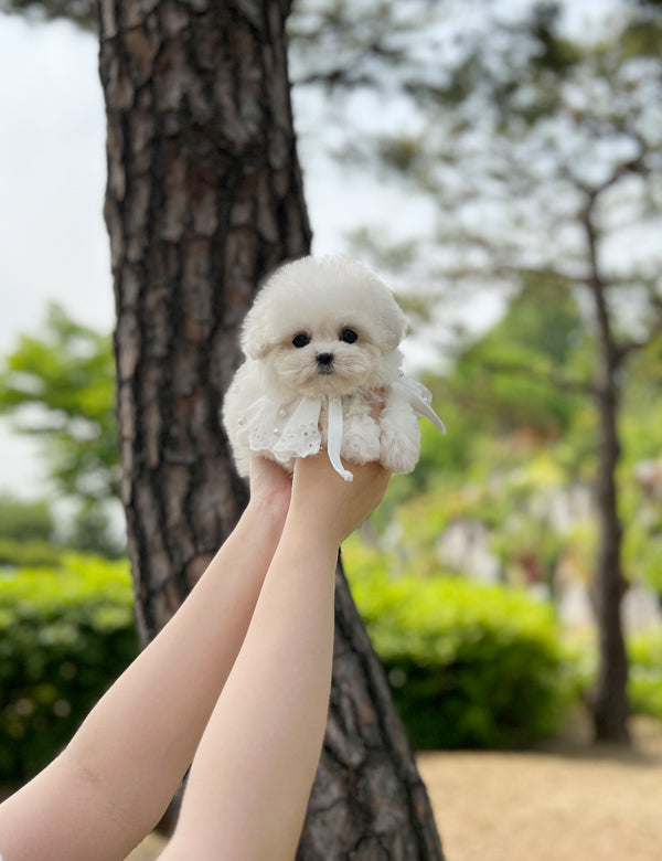 Tea cup Bichonfrise -Wooby - I LOVE DOG MAIN