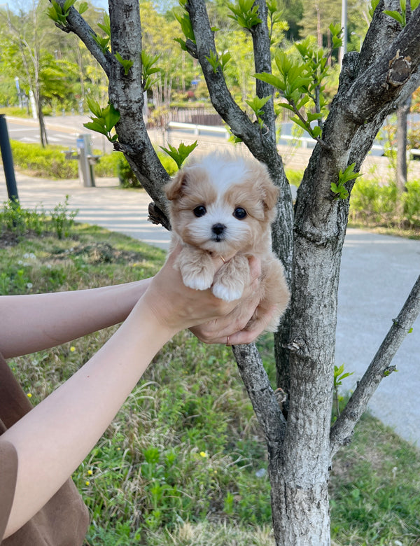 Tea cup Maltipoo-Nero - I LOVE DOG MAIN