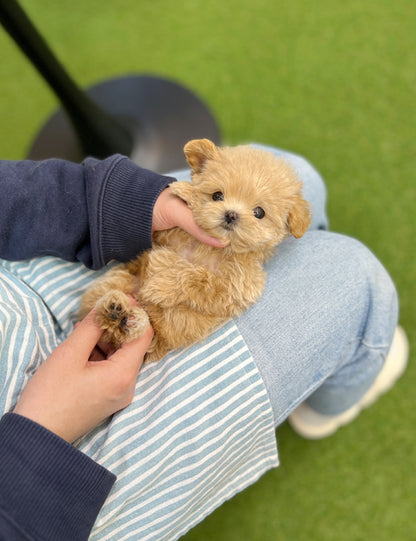 Tea cup Maltipoo-Mumu - I LOVE DOG MAIN