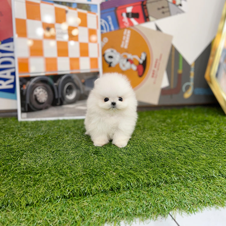 Tea cup pomeranian-Lotto - I LOVE DOG MAIN