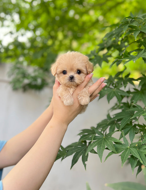 Tea cup Maltipoo-Diana - I LOVE DOG MAIN