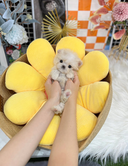 Tea cup maltipoo-Yula - I LOVE DOG MAIN