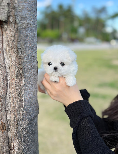 Teacup Maltese- Jeti - I LOVE DOG MAIN