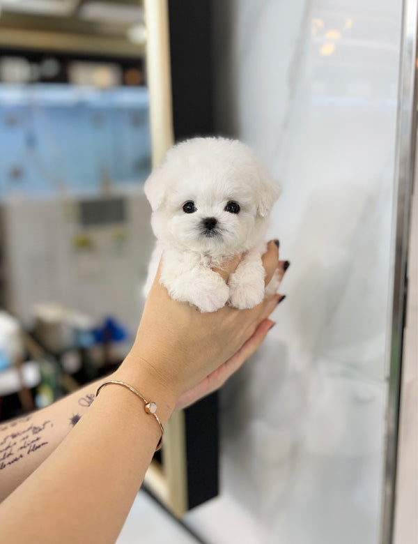 Tea cup Bichonfrise-Cream - I LOVE DOG MAIN