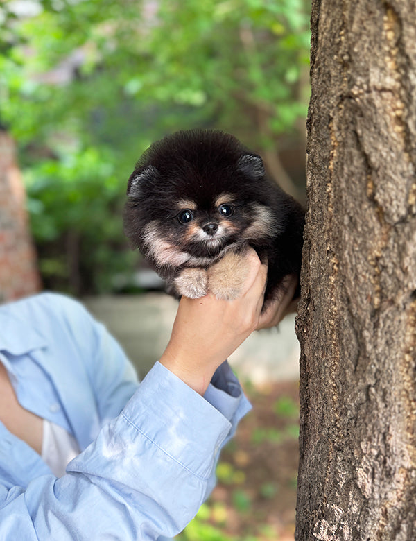 Teacup Blacktan pomeranian- Dongyi