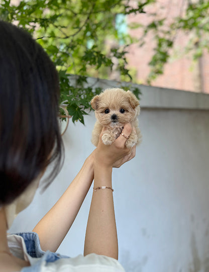 Teacup Maltipoo- sora