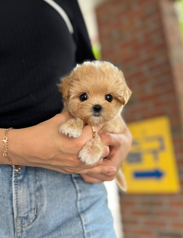 Teacup Maltipoo- Chacha