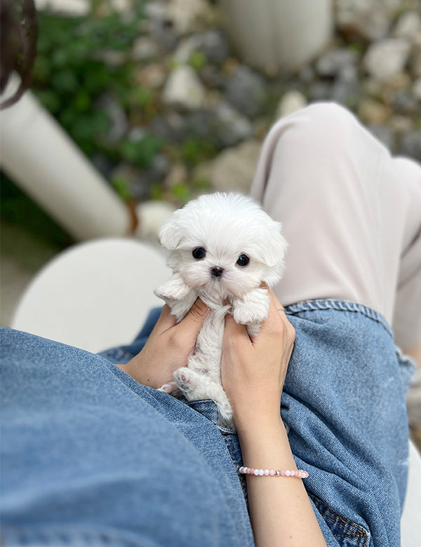 Teacup Maltese- Arin - I LOVE DOG MAIN