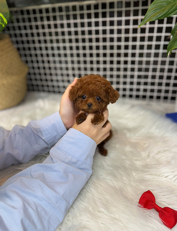 Tea cup Toy Poodle-Cheese