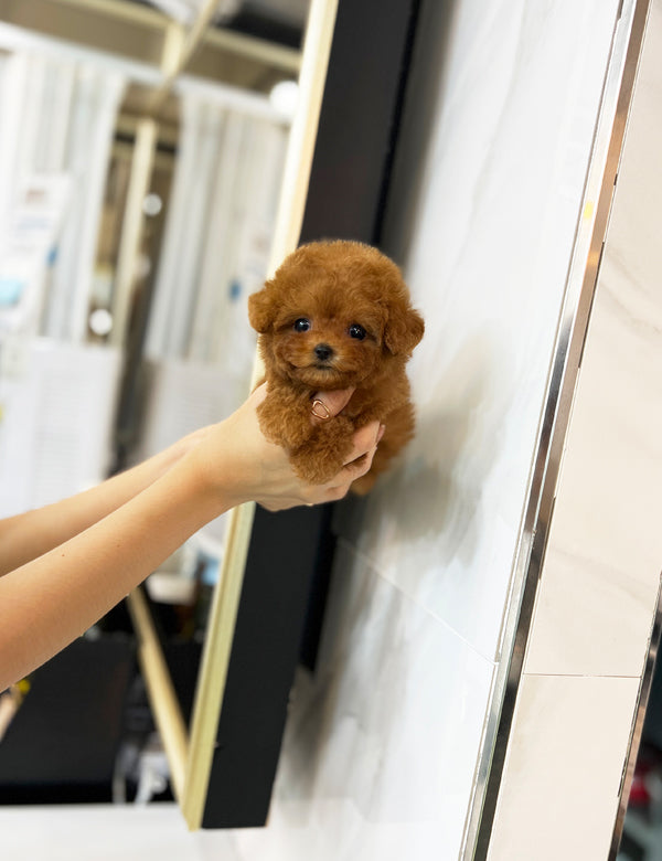 Tea cup poodle-Happy - I LOVE DOG MAIN