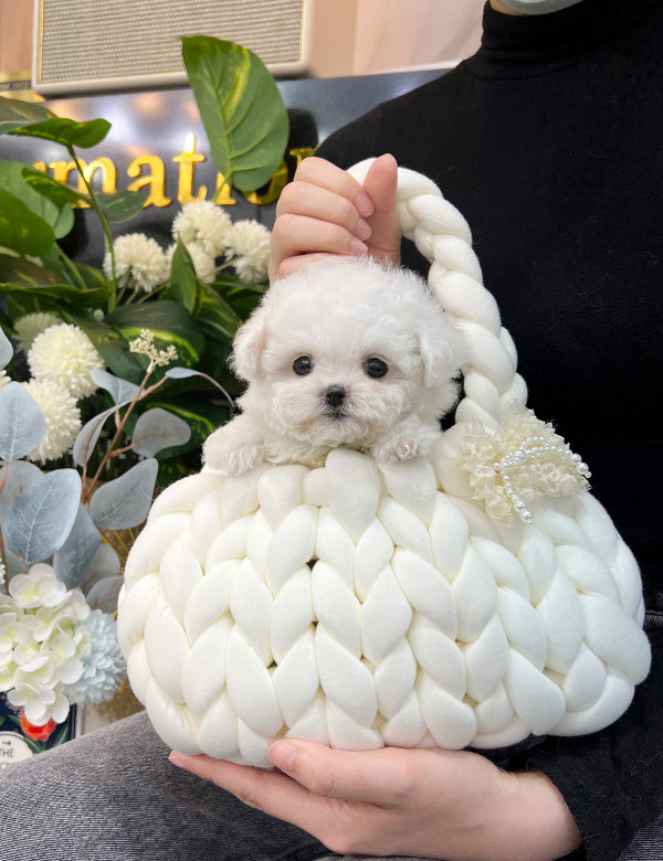 Tea cup Bichonfrise -Zora - I LOVE DOG MAIN