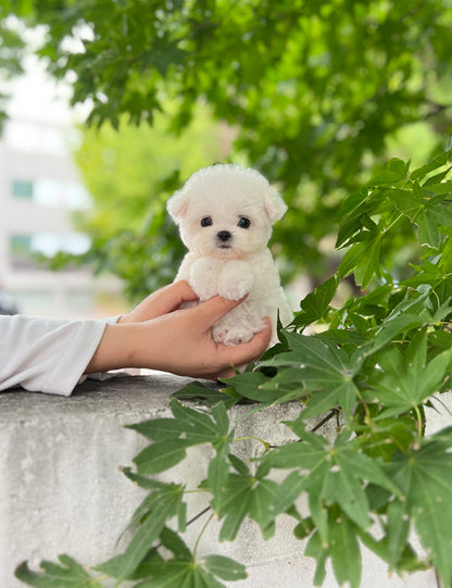 Tea cup Bichonfrise -Riri - I LOVE DOG MAIN