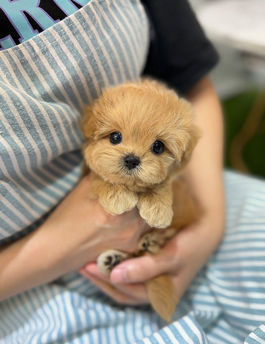 Teacup Maltipoo- Cream