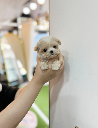 Tea cup Maltipoo-Mingki - I LOVE DOG MAIN