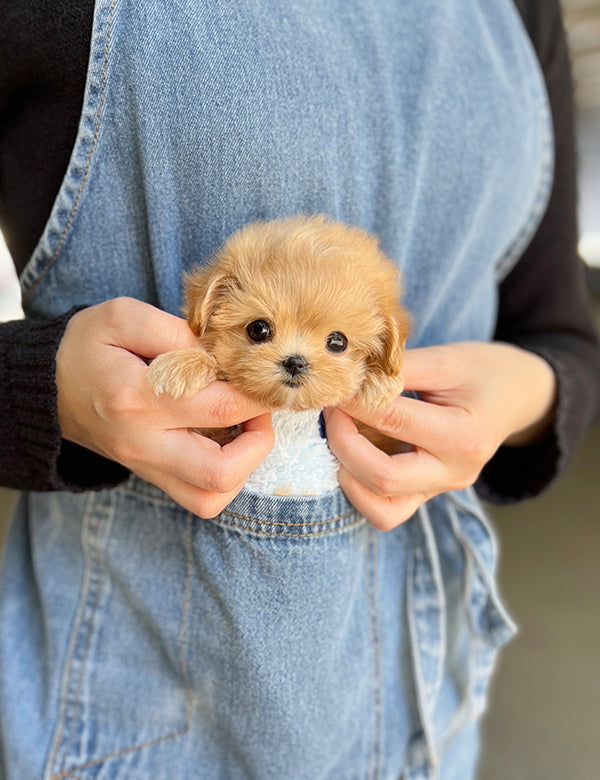 Teacup Maltipoo- Amu - I LOVE DOG MAIN