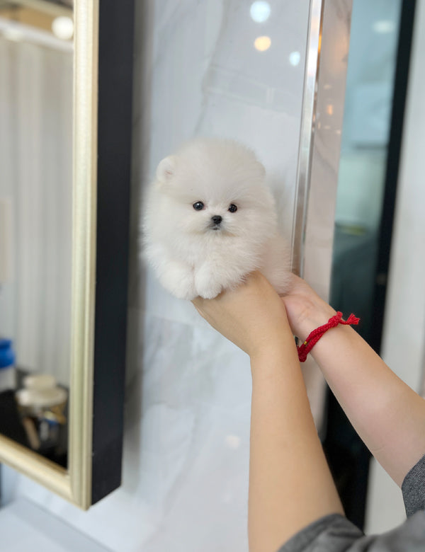 Tea cup Pomeranian-Mochi - I LOVE DOG MAIN