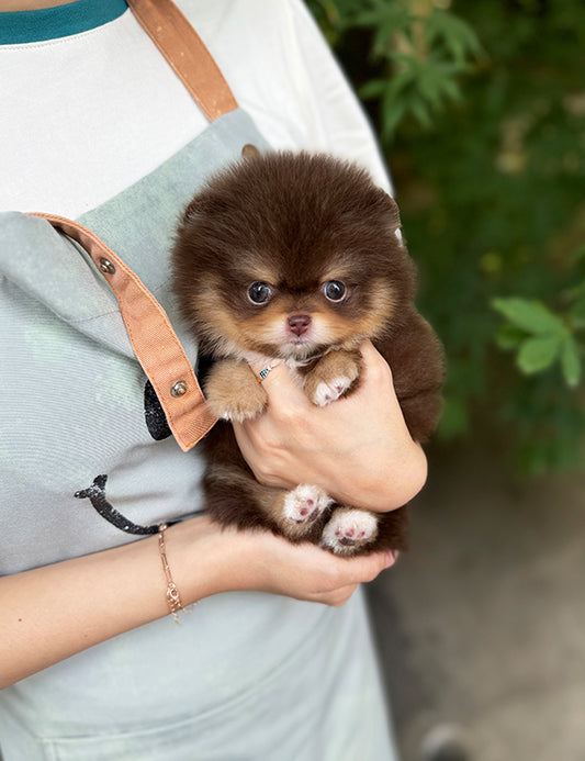 Tea cup chocotan pomeranian- Coco