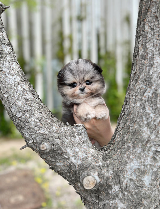 Teacup Pomeranian- Shuki - I LOVE DOG MAIN