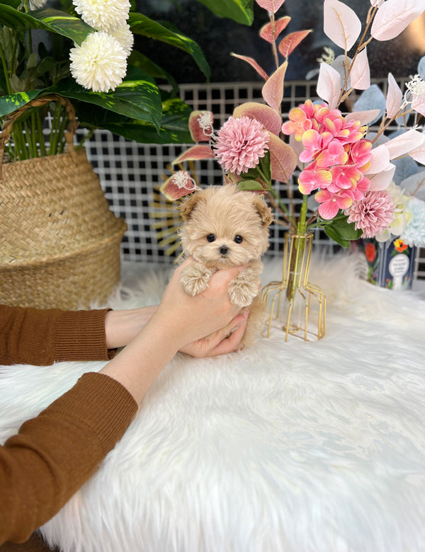 Tea cup Maltipoo-Moara - I LOVE DOG MAIN