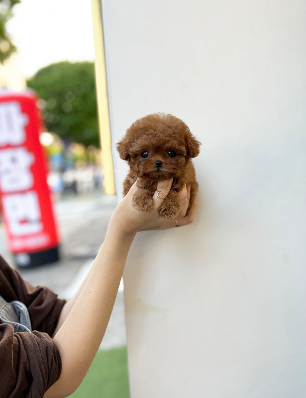 Teacup Redpoodle- Coffe - I LOVE DOG MAIN