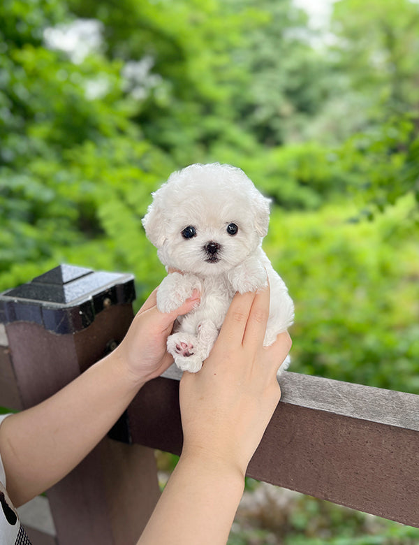 Teacup Bichonfrise -Ruri - I LOVE DOG MAIN