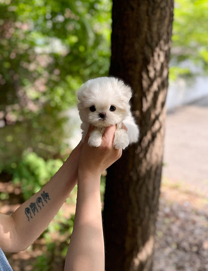 Teacup Maltese- Suga