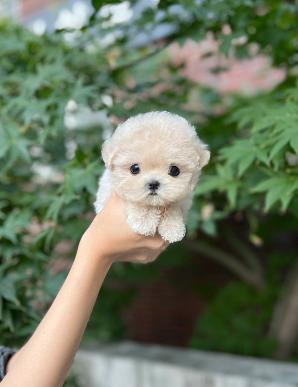 Tea cup Maltipoo- Juju - I LOVE DOG MAIN