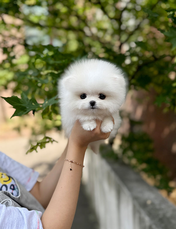 Teacup pomeranian- Miku