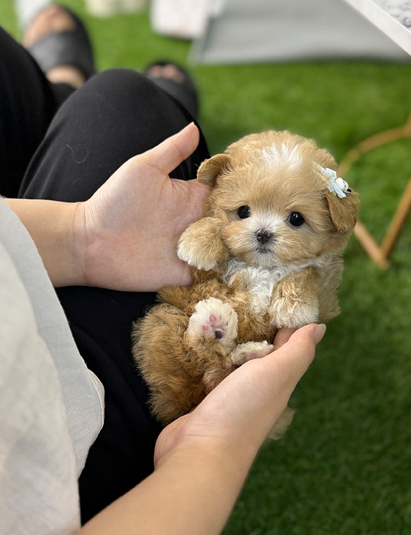 Teacup maltipoo -Wooming