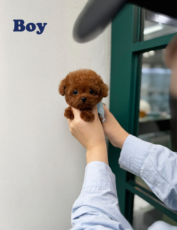 Tea cup Toy Poodle-Burger