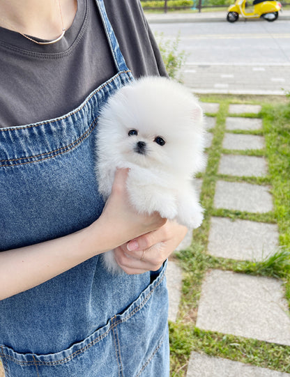 Tea cup Pomeranian-Toto - I LOVE DOG MAIN