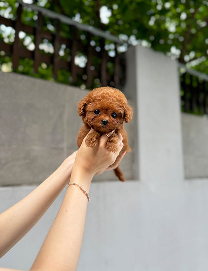 Teacup Redpoodle- Mari