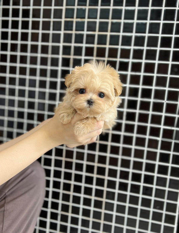 Tea cup Maltipoo-Pico - I LOVE DOG MAIN