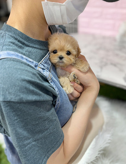 Teacup maltipoo-Riri