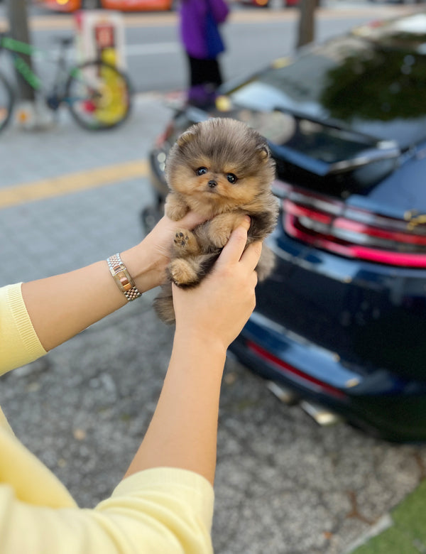 Tea cup Pomeranian- Lilac - I LOVE DOG MAIN