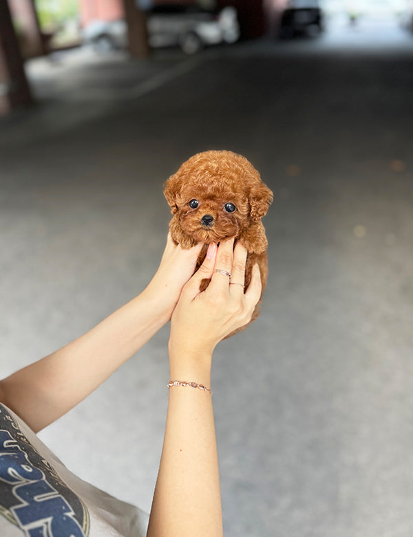 Teacup Redpoodle- momo