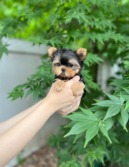 Teacup Yorkshire Terrier- Shuki - I LOVE DOG MAIN