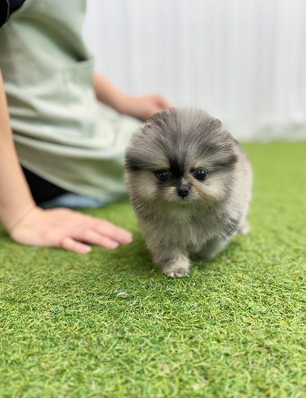 Teacup Bluemul pomeranian- Oreo