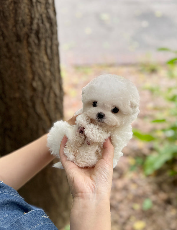 Teacup bichon frise - Mango