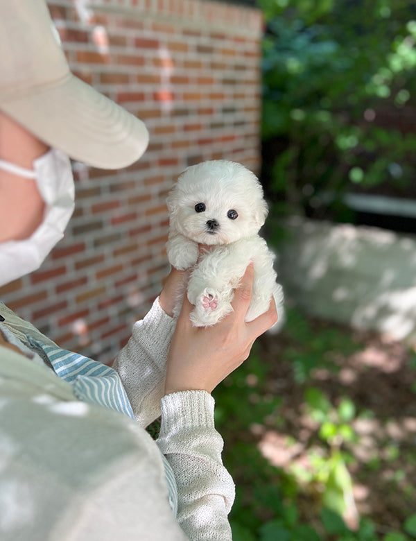 Teacup Bichonfrise -Bicky - I LOVE DOG MAIN