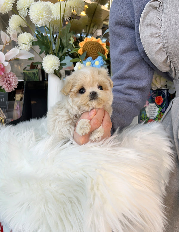 Tea cup Maltipoo-Hoya - I LOVE DOG MAIN