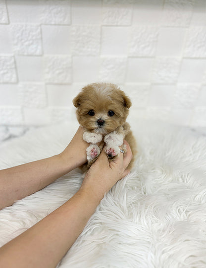 Teacup Maltipoo- Connie