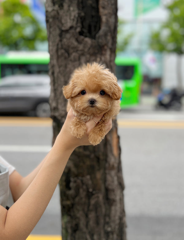 Tea cup Maltipoo-Kua - I LOVE DOG MAIN