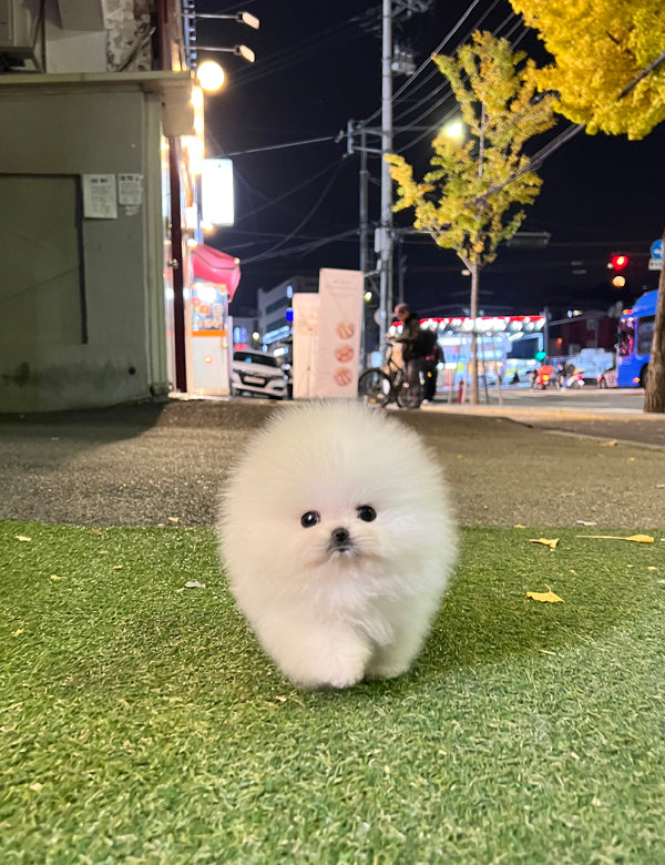 Tea cup Pomeranian-Tororo - I LOVE DOG MAIN