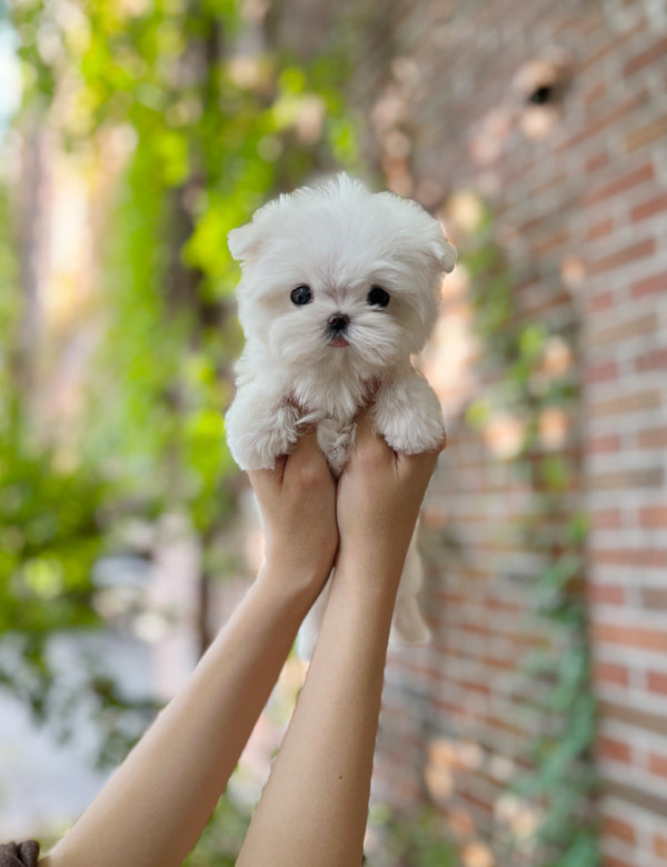 Tea cup Maltese- Ruki - I LOVE DOG MAIN