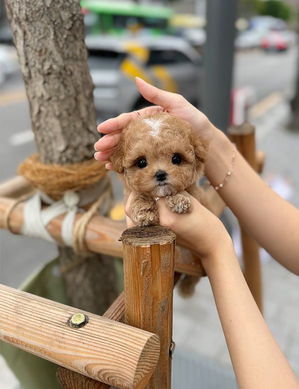 Teacup Maltipoo- Julie