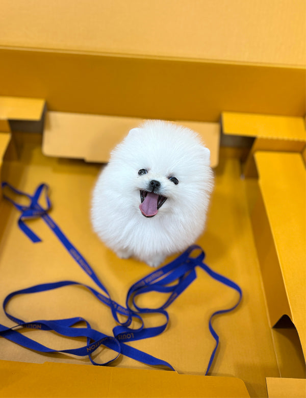 Tea cup Pomeranian-Chacha - I LOVE DOG MAIN